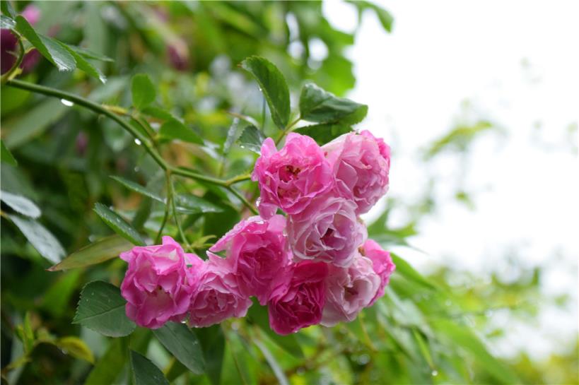 蔷薇的花语是什么？不同颜色蔷薇花花语介绍