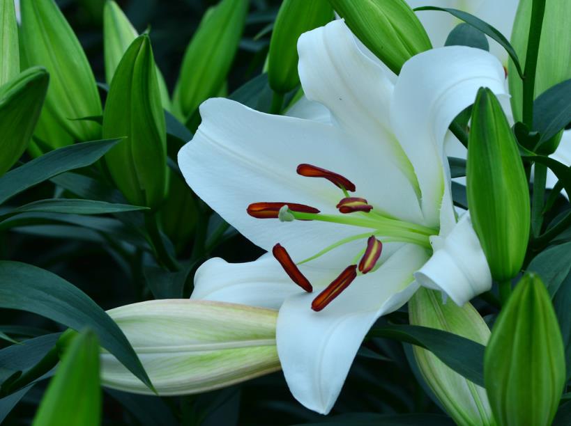 百合花的花语是什么？不同颜色百合花的花语 