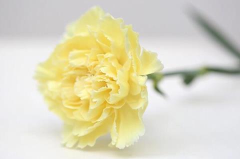 黄色康乃馨的花语