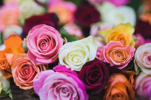 不同颜色玫瑰的花语都有什么？玫瑰花的花语介绍