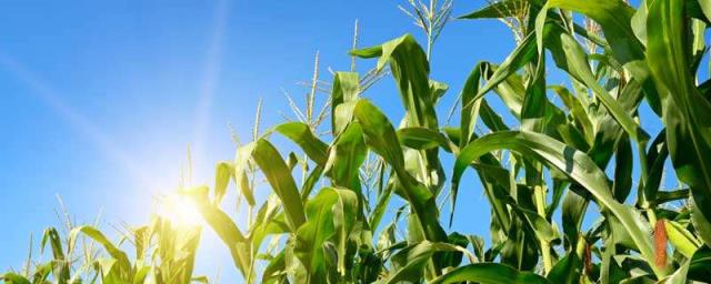 玉米的生长周期是多长时间？玉米水涝后如何补救？