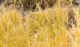 小麦在冬季的最佳储存方法 保存小麦的最佳条件