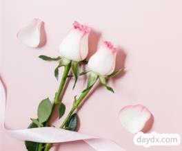粉玫瑰花的寓意和花语