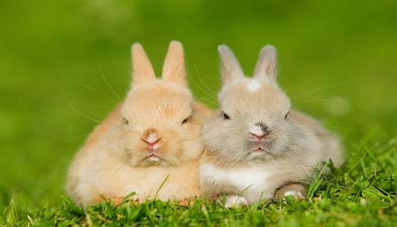 复活节和兔子有什么关系