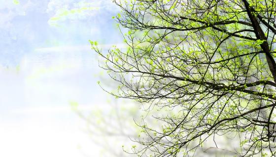 碧绿妆成一树高万条垂下绿丝绦诗句的意思是什么
