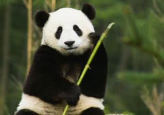 台媒:大熊猫“团团”病情恶化