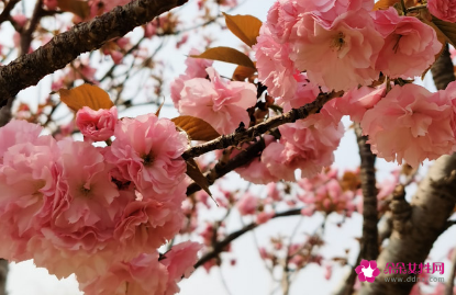 樱花的花语和寓意是什么